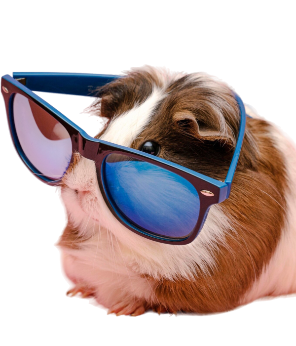 cute-guinea-pig-wearing-sunglasses